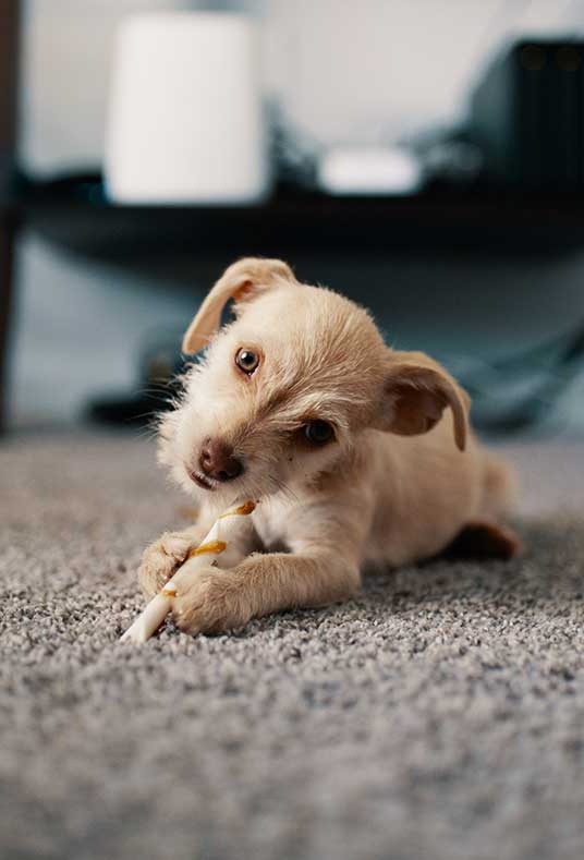 Right flooring carpet and dog